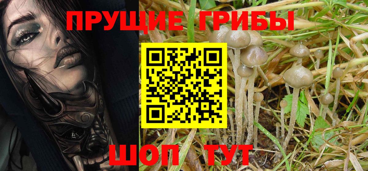 сколько стоит  Вход с VPN  Камышлов  Псилоцибиновые грибы Magic Shrooms 
